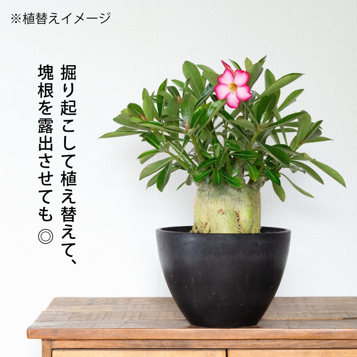 アデニウム オベスム 大 アデニウム・オベスム（砂漠の薔薇）｜育て方付き・5号鉢