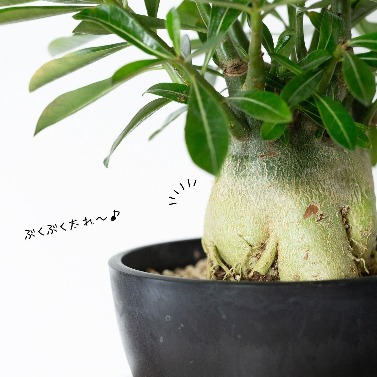 アデニウム・オベスム（砂漠の薔薇）｜育て方付き・5号鉢
