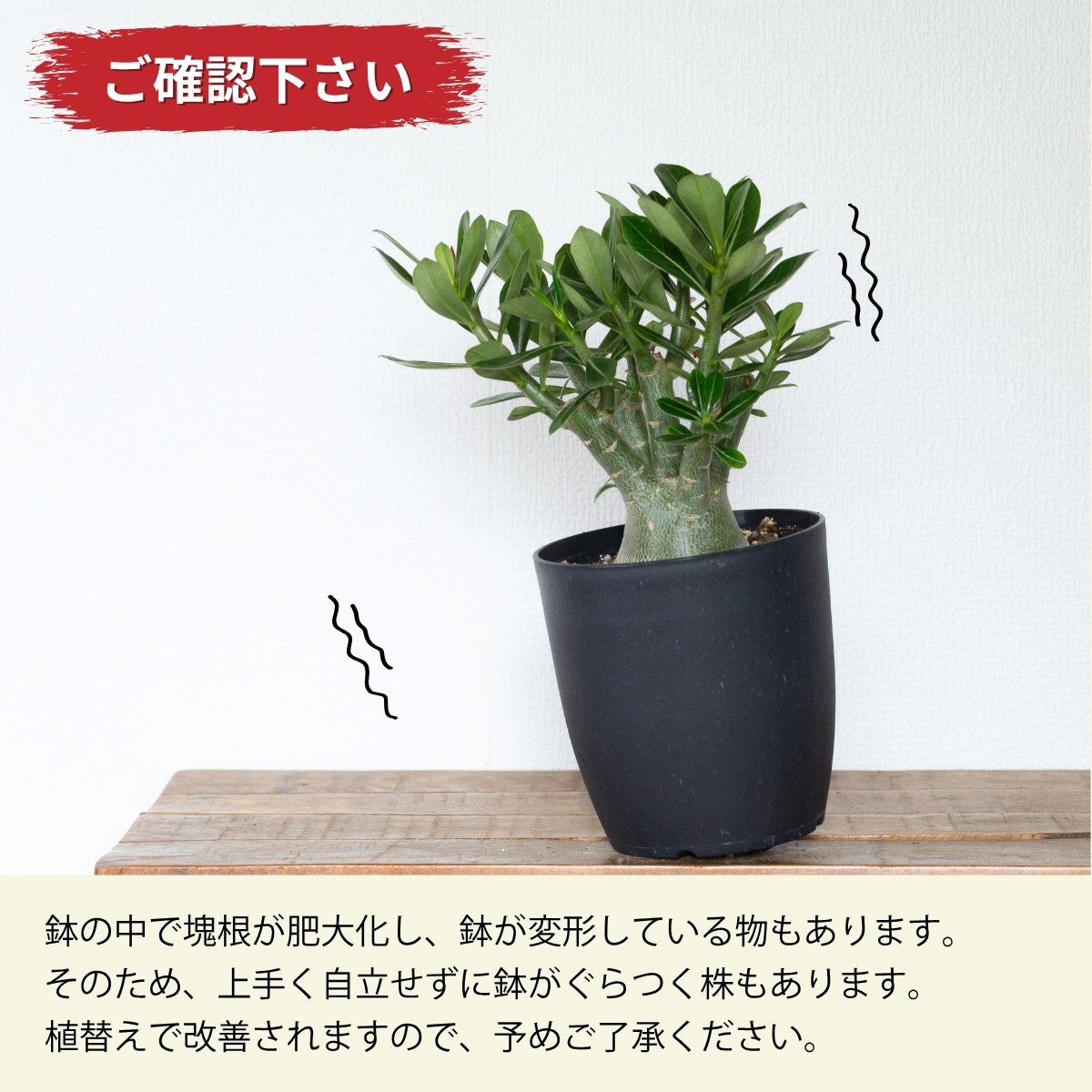 オールシーズンアデニウム チョコ 鉢植え C ＋ V2ハックB-13鉢植え アデニウム・オベスム（砂漠の薔薇）｜育て方付き・5号鉢