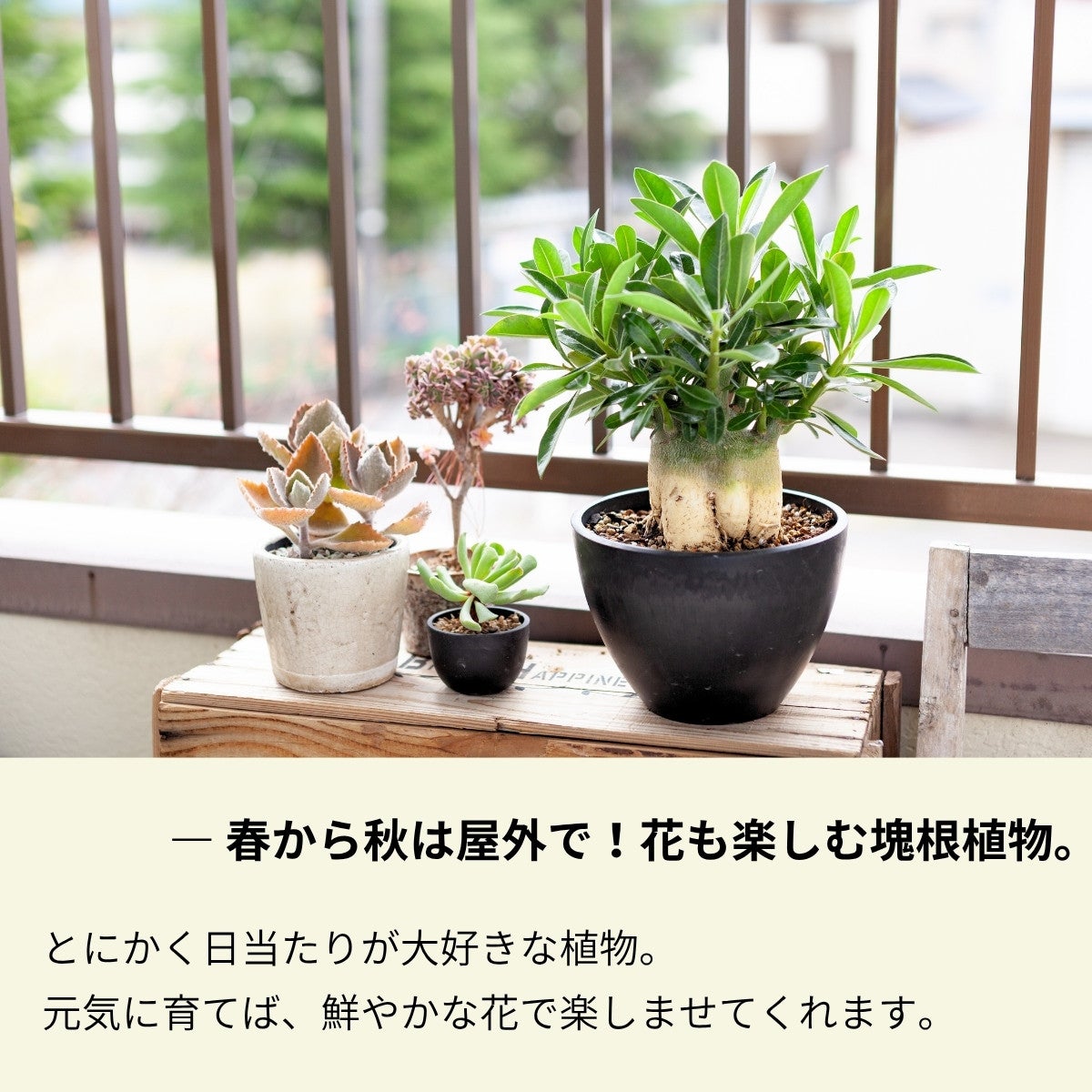アデニウム・オベスム（砂漠の薔薇）｜育て方付き・5号鉢