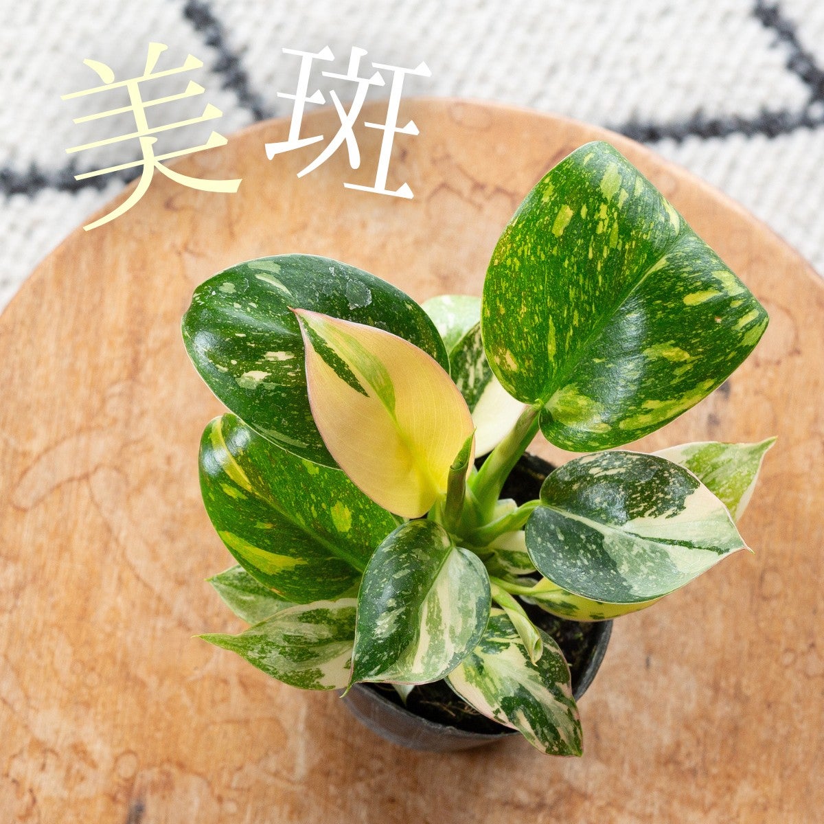 フィロデンドロン・チェリーレッド｜金賞受賞！むからみ園芸ロゼット型