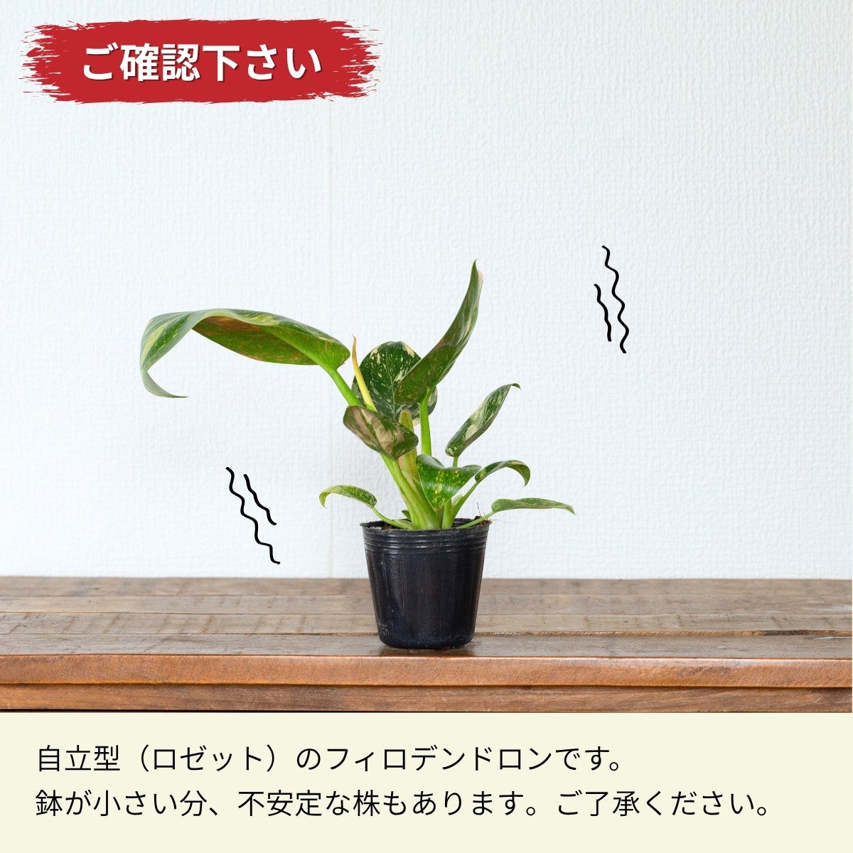 フィロデンドロン・グリーンコンゴ・バリエガータ 2.5号（育て方付き