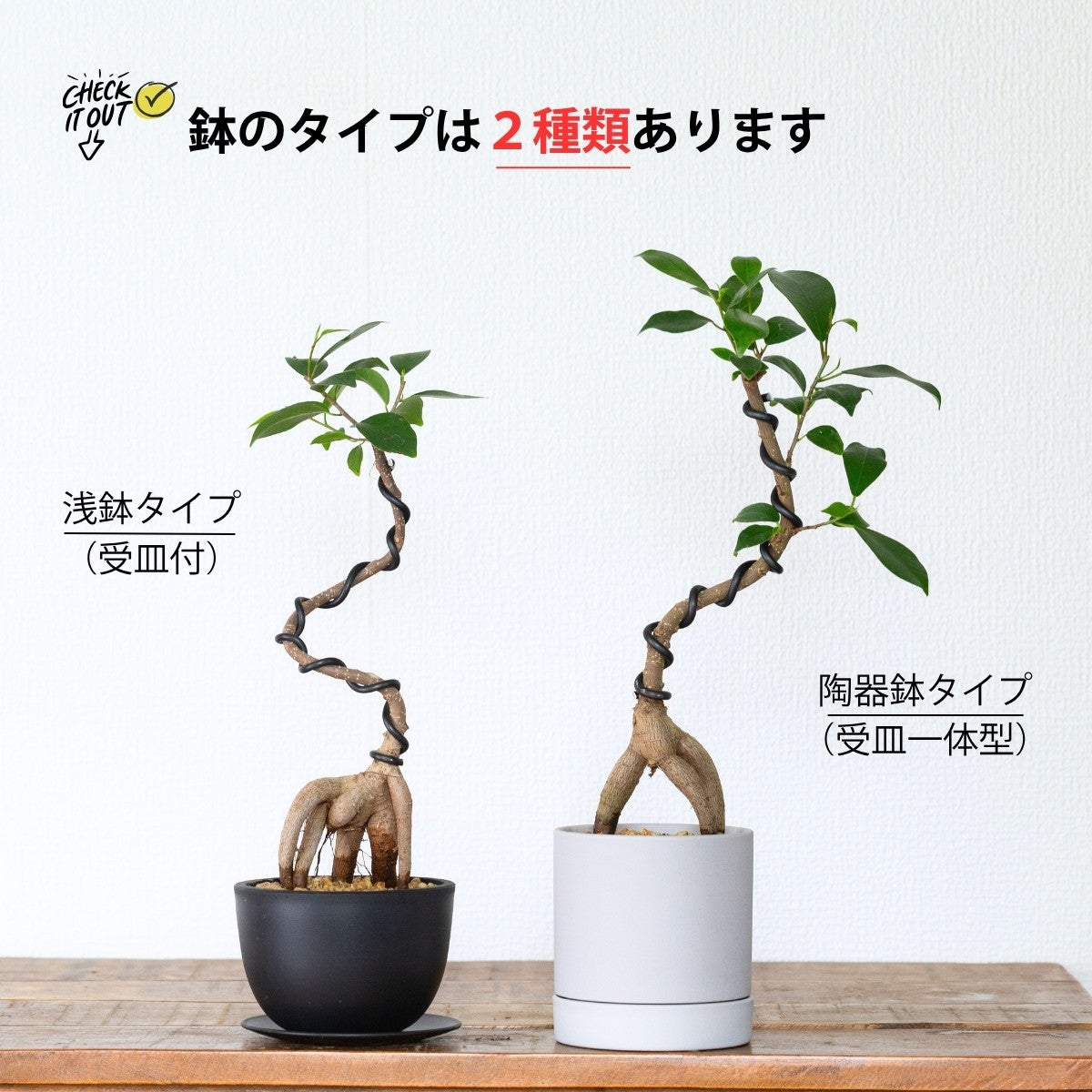 プロが仕立てた盆栽ガジュマル（育て方付き）｜2種の鉢から選べます