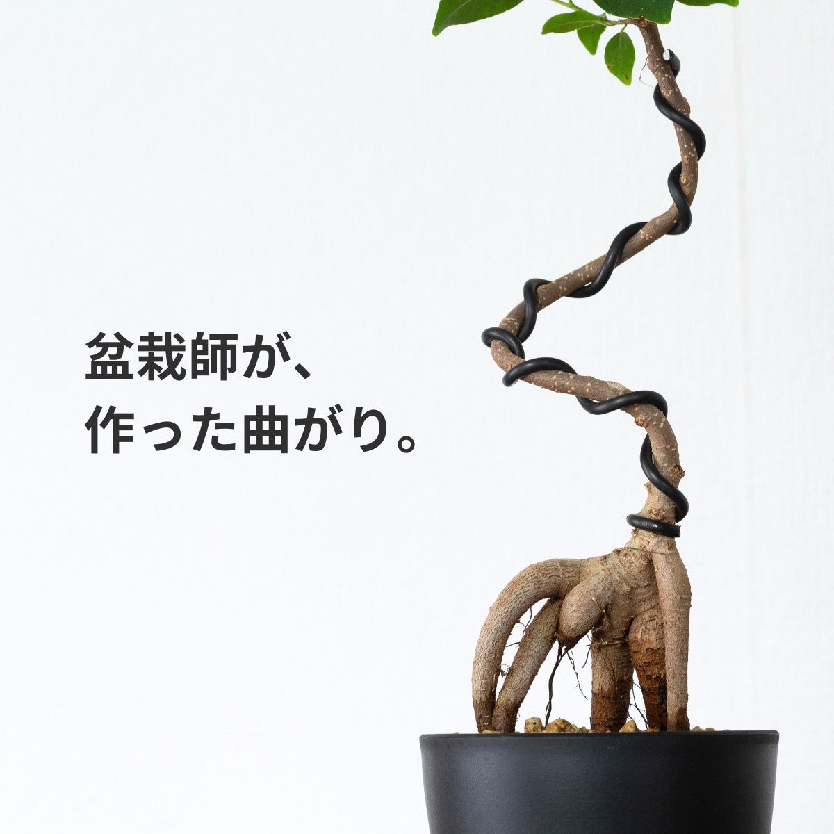 盆栽風ガジュマルの針金の画像