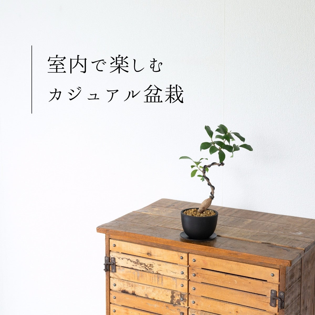 盆栽風ガジュマルを棚の上に飾っている画像