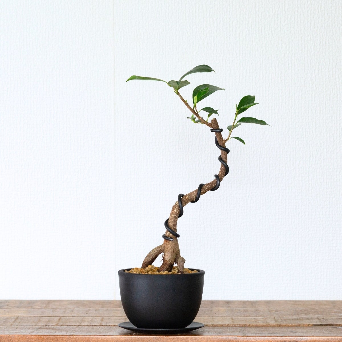 プロが仕立てた盆栽ガジュマル（育て方付き）｜2種の鉢から選べます