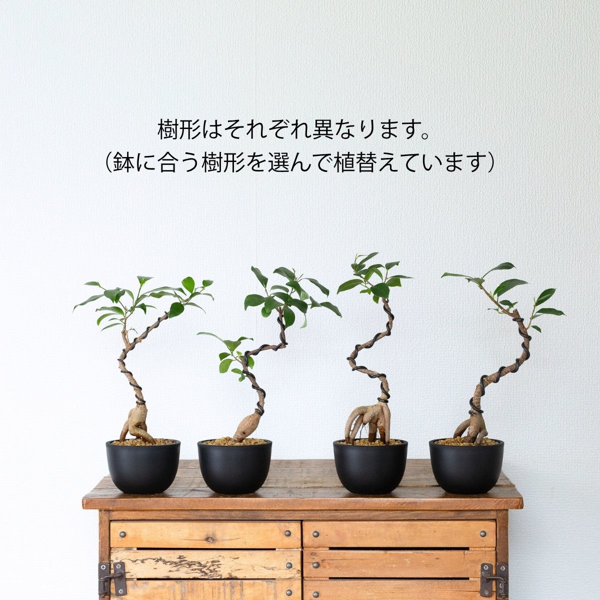 プロが仕立てた盆栽ガジュマル（育て方付き）｜2種の鉢から選べます