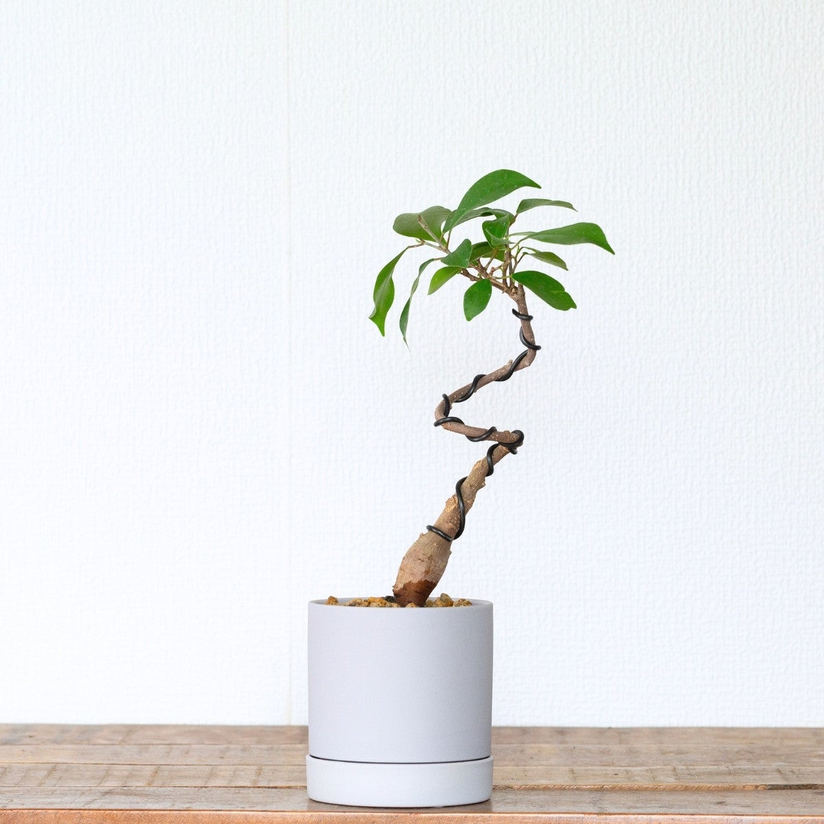プロが仕立てた盆栽ガジュマル（育て方付き）｜2種の鉢から選べます