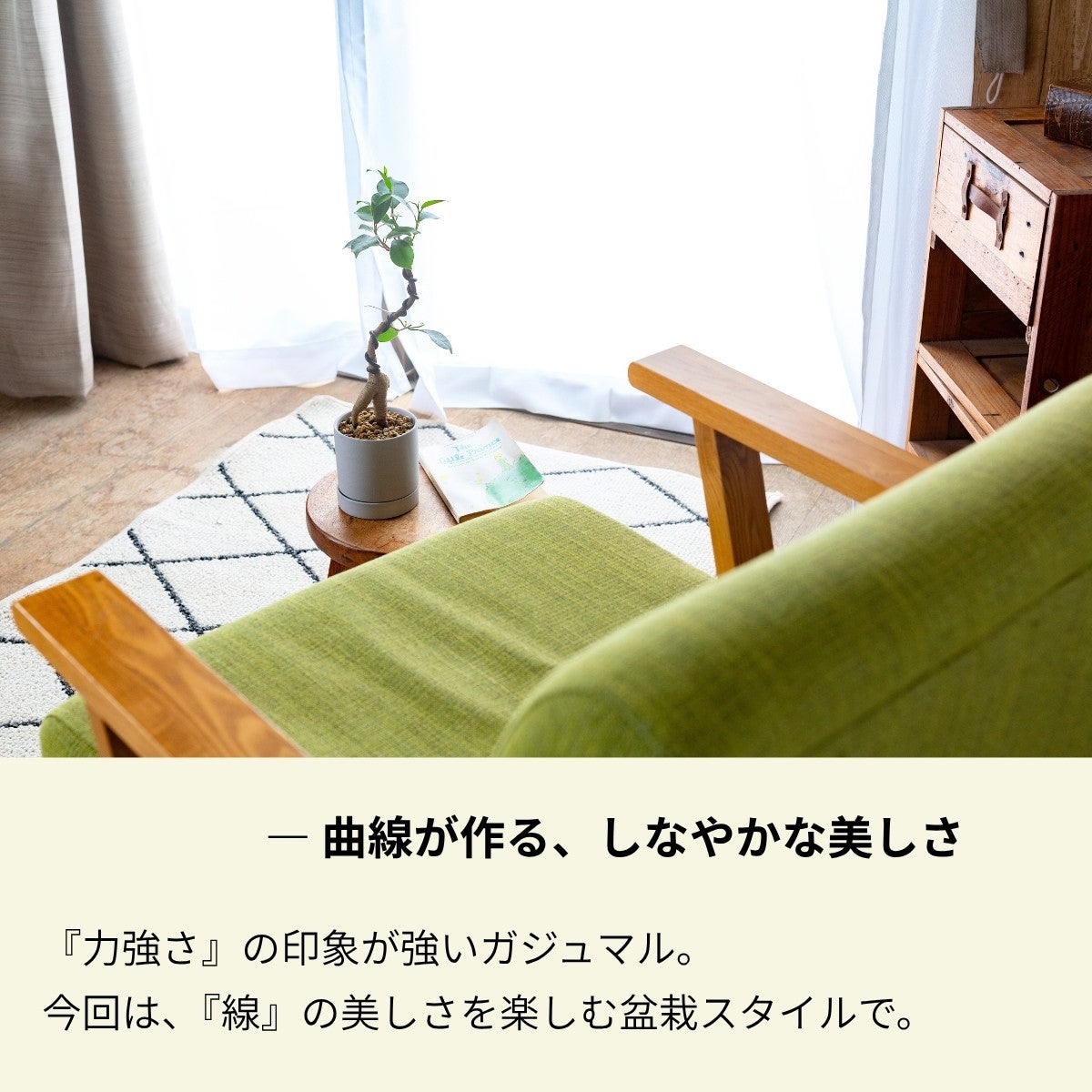 盆栽風ガジュマルを部屋に飾っている画像