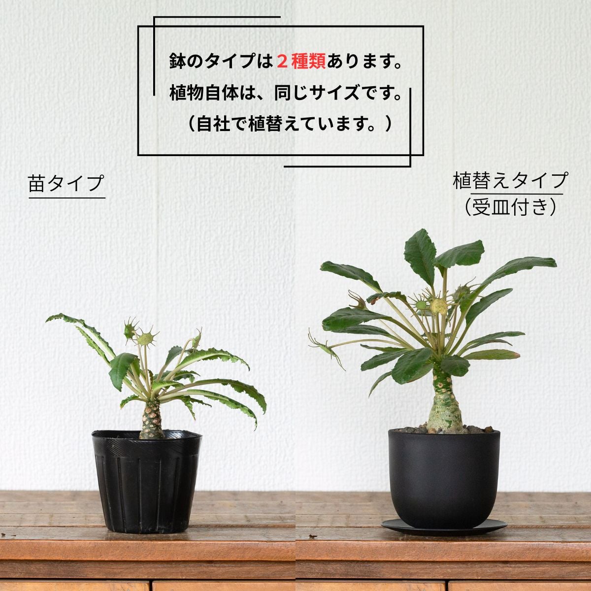 ドルステニア・フォエチダ3号（育て方付き）｜初心者おすすめ塊根植物