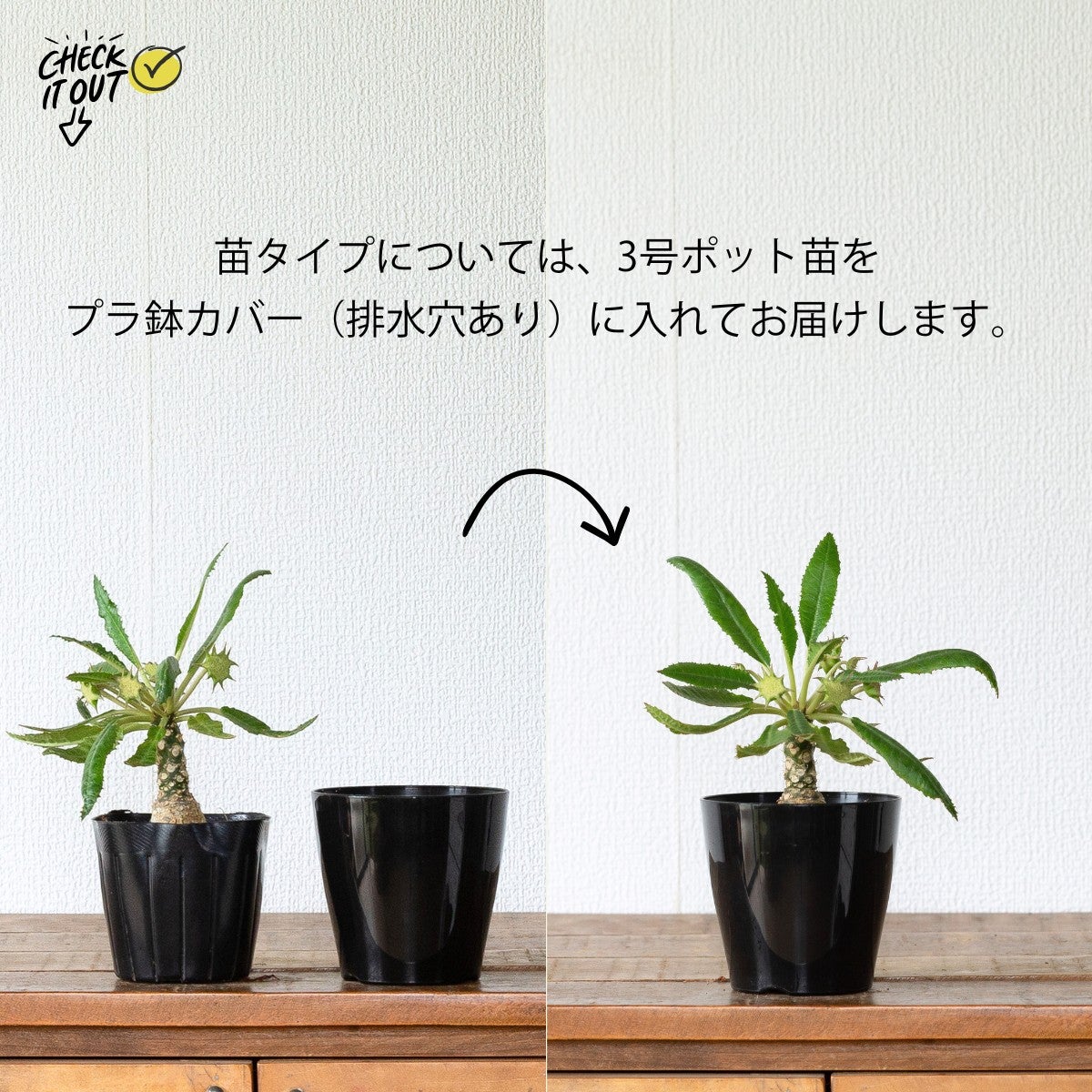 ドルステニア・フォエチダ3号（育て方付き）｜初心者おすすめ塊根植物