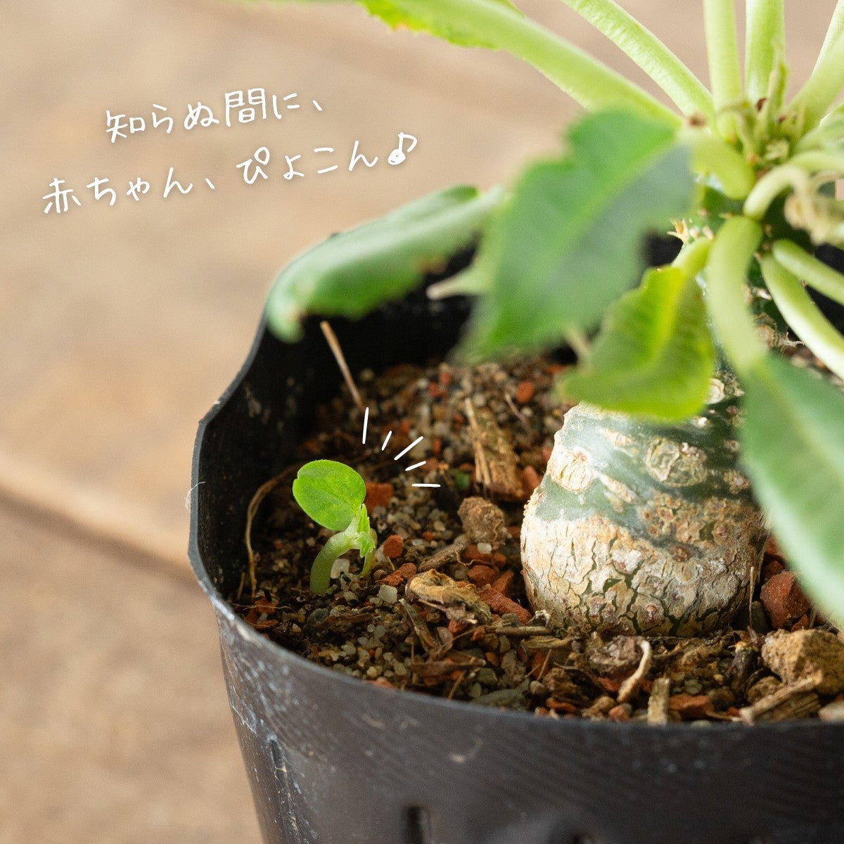 ドルステニア・フォエチダ3号（育て方付き）｜初心者おすすめ塊根植物