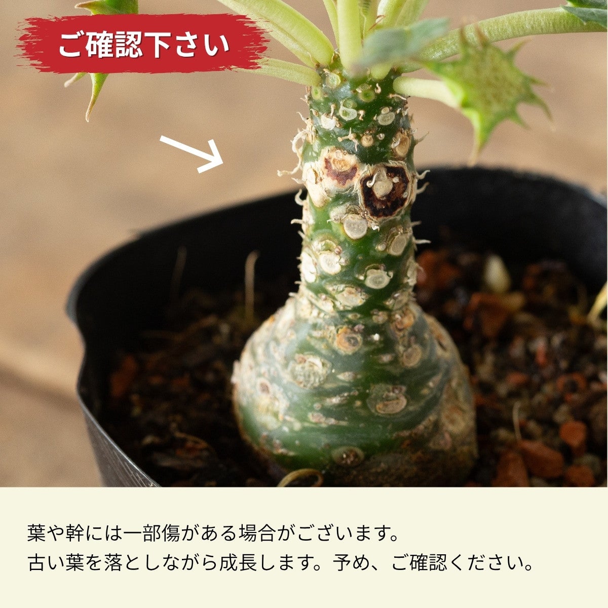 ドルステニア・フォエチダ3号（育て方付き）｜初心者おすすめ塊根植物