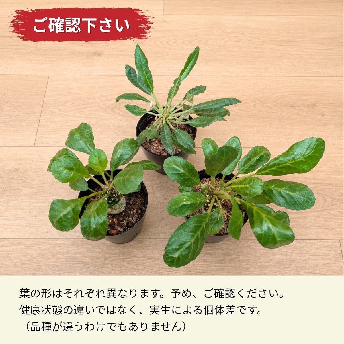 ドルステニア・フォエチダ3号（育て方付き）｜初心者おすすめ塊根植物