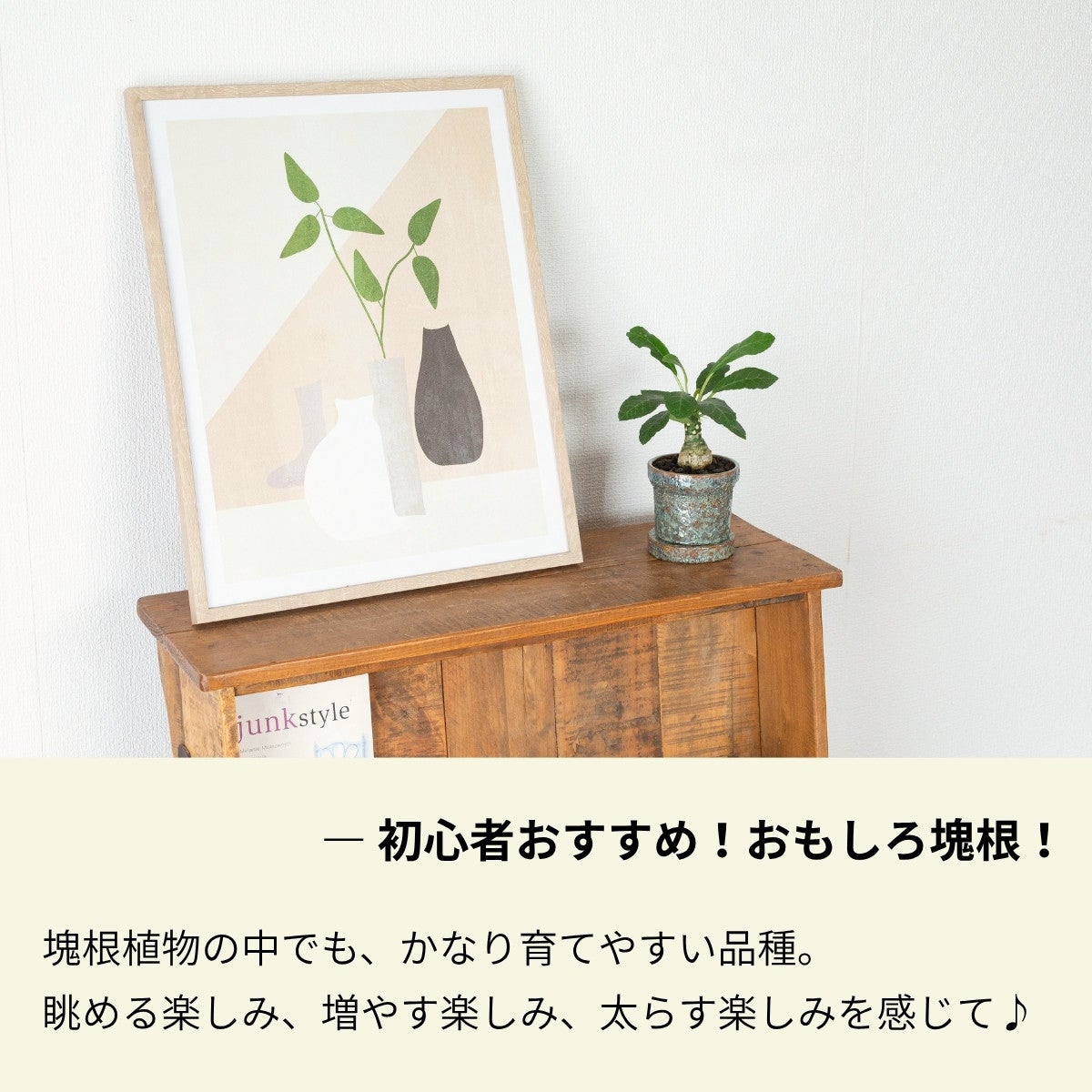 ドルステニア・フォエチダの画像