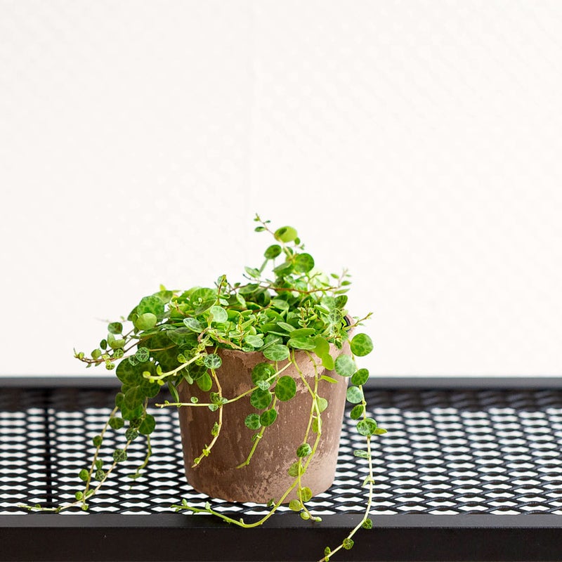 ペペロミアタートルを花台の上に