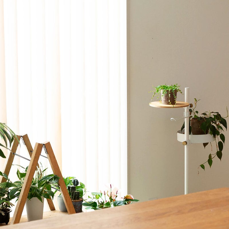 テーブルに飾れるミニ観葉植物