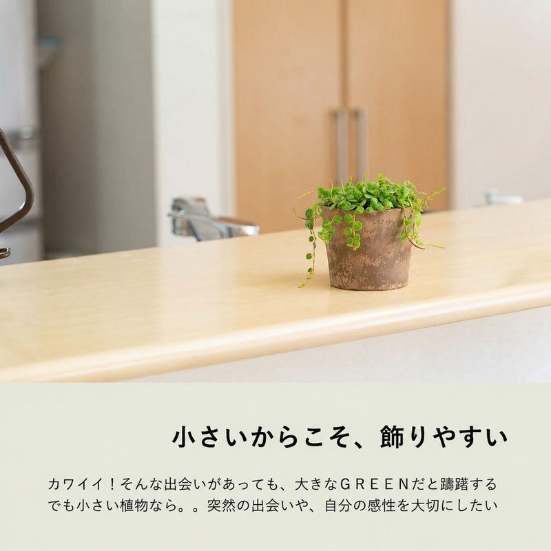 テーブルに飾れるミニ観葉植物