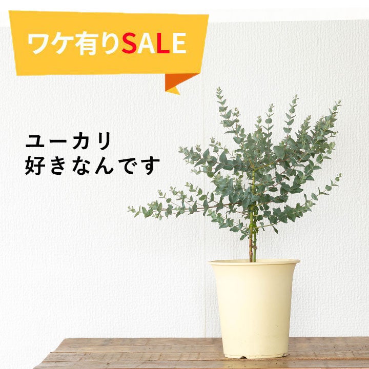 ユーカリ・ムーンラグーン育て方付き｜成長遅く剪定にも強い品種