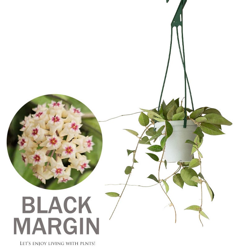 ブラックマージンの花