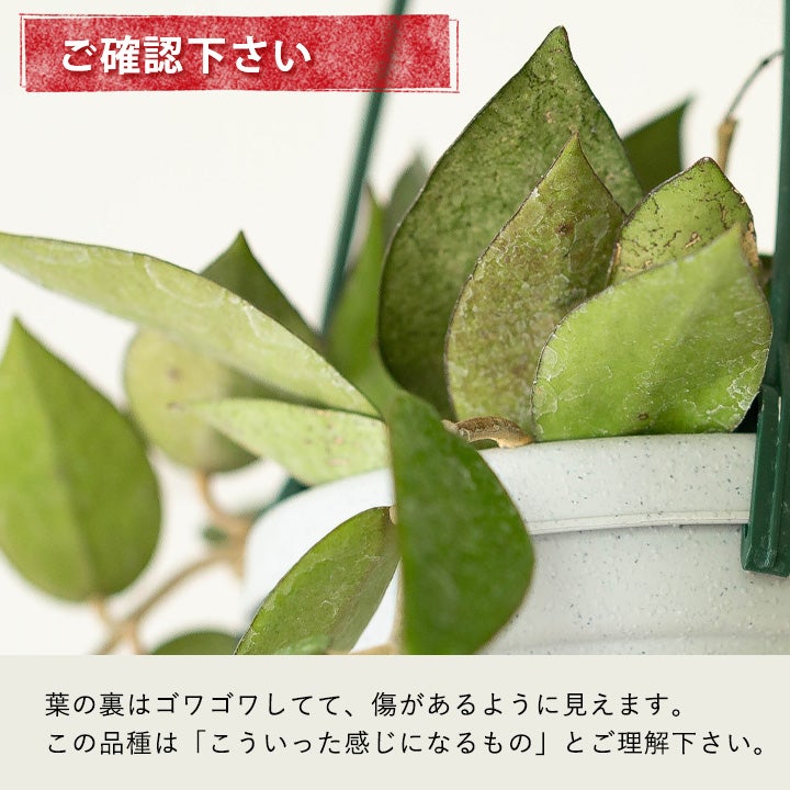 ホヤ・ブラックマージン（ブラックエッジ）花も咲きやすい丈夫な品種