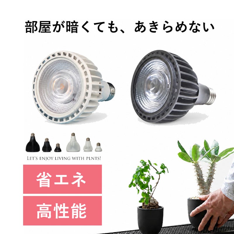 ライト