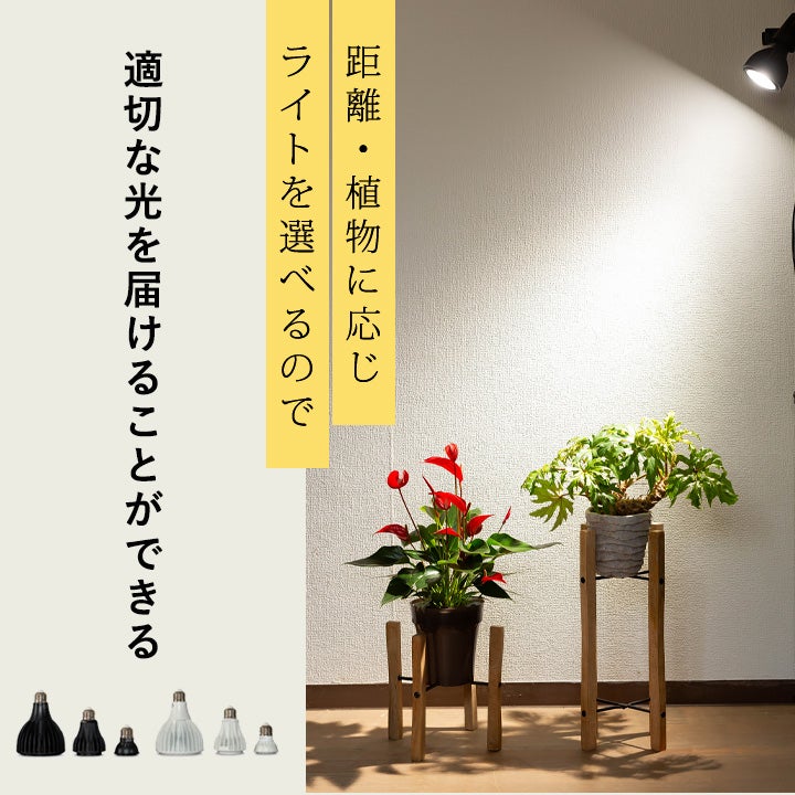 植物LEDライト「エバーサン」照射角度が広く光の強さも選べる
