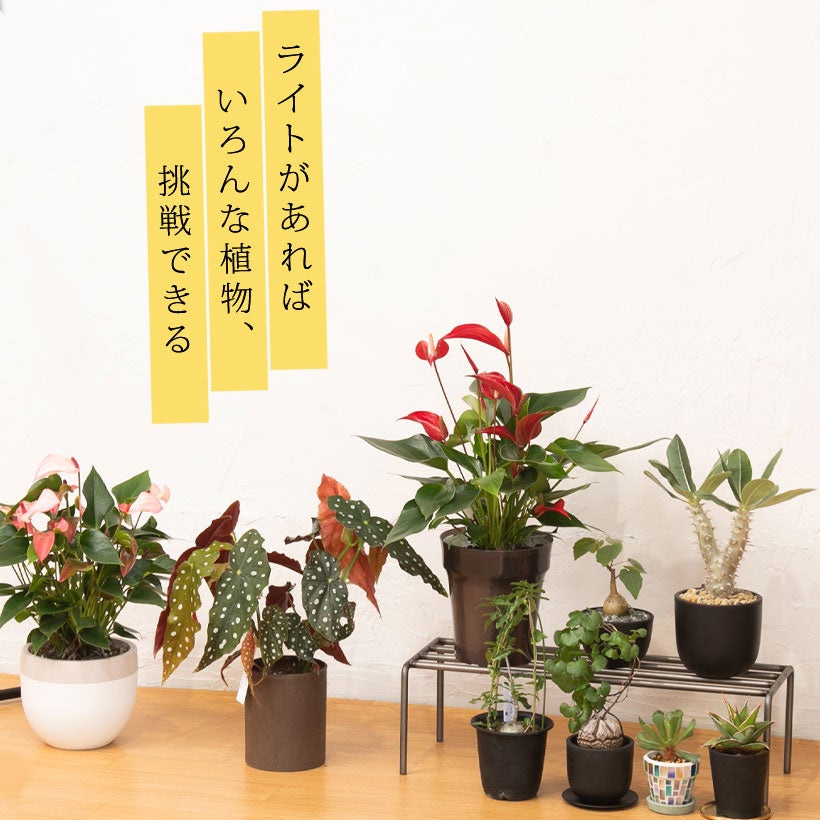 植物を飾ってる写真