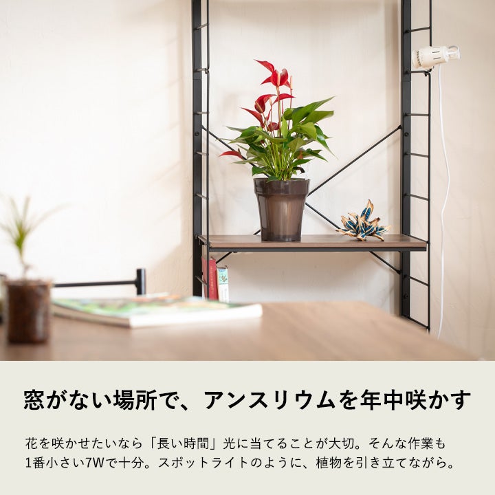 アンスリウムの花を咲かす