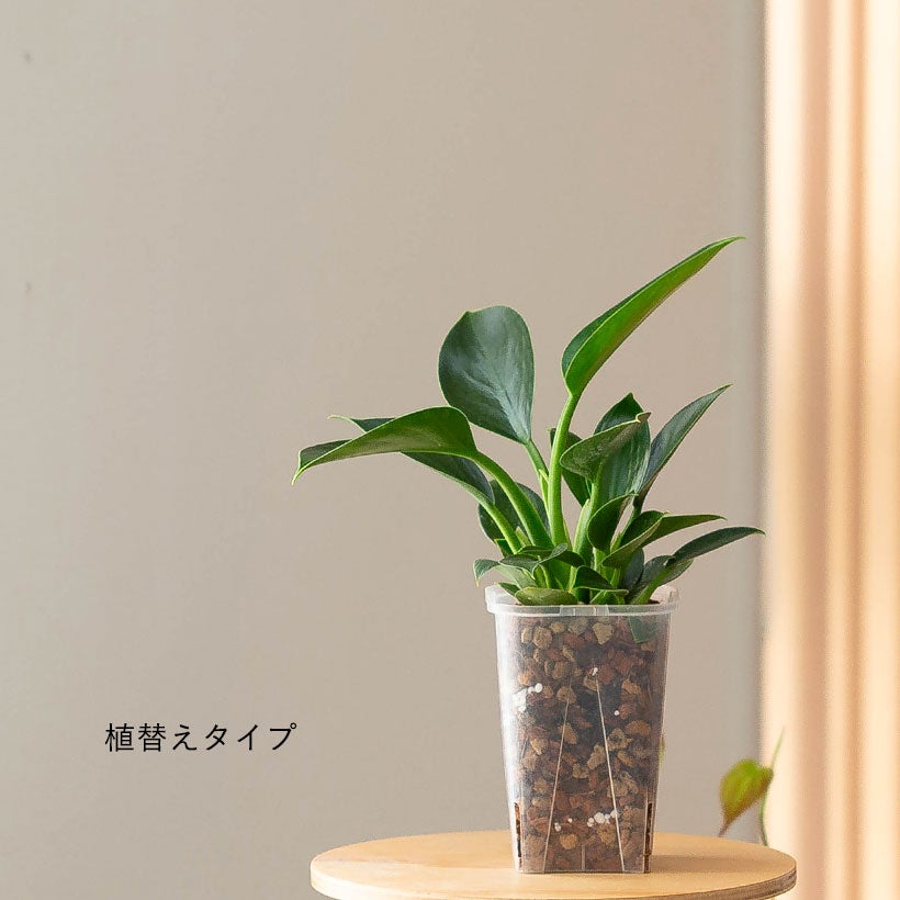 確認用　　とろりん様 コンパクトな品種！フィロデンドロン「グリーンプリンセス」ストレチア