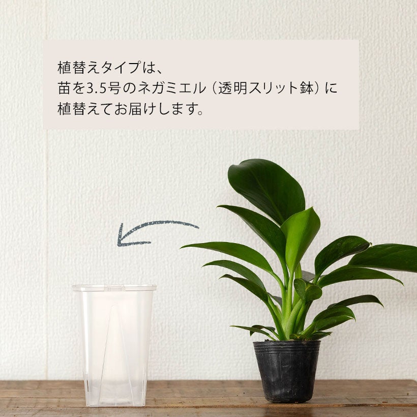 ジェントルジャイアント グリーンゴブリン ブロンズ像 世界250体限定 コンパクトな品種！フィロデンドロン「グリーンプリンセス」ストレチア