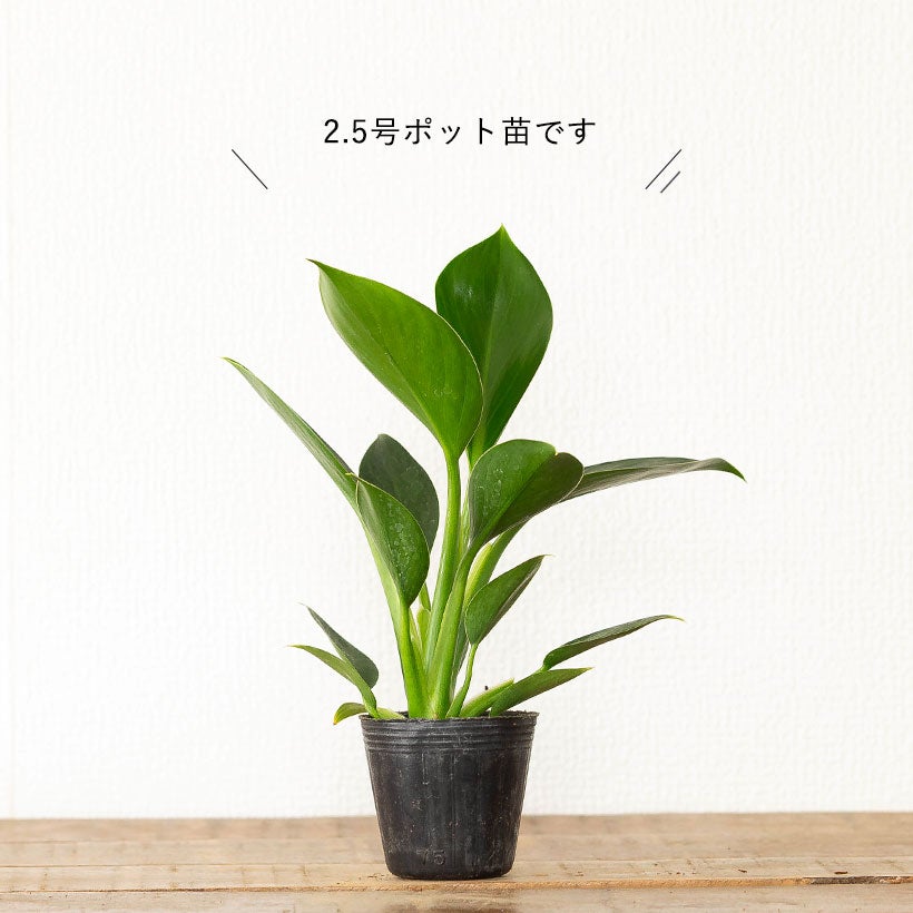 コンパクトな品種！フィロデンドロン「グリーンプリンセス」ストレチア