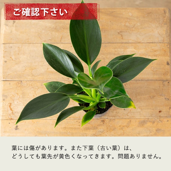 コンパクトな品種！フィロデンドロン「グリーンプリンセス」ストレチア