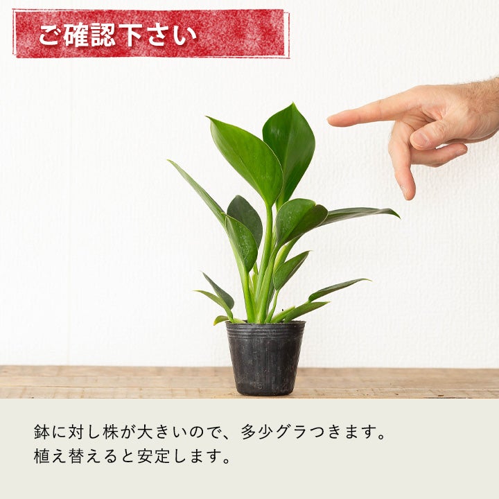 コンパクトな品種！フィロデンドロン「グリーンプリンセス」ストレチア