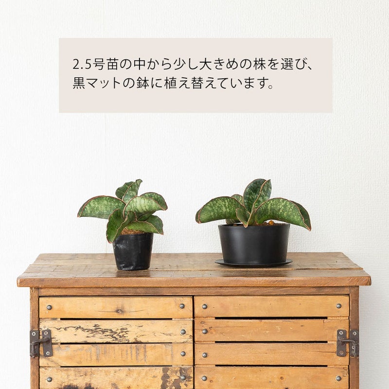 植え替えについて