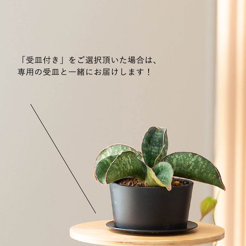 サンスベリアドラゴンウィング背が高くなりにくく横に広がる品種