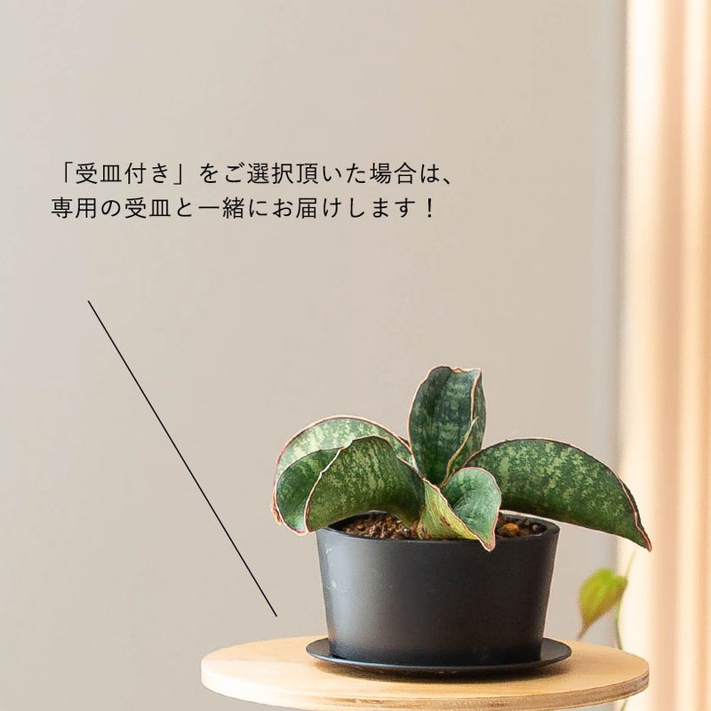 受皿の説明