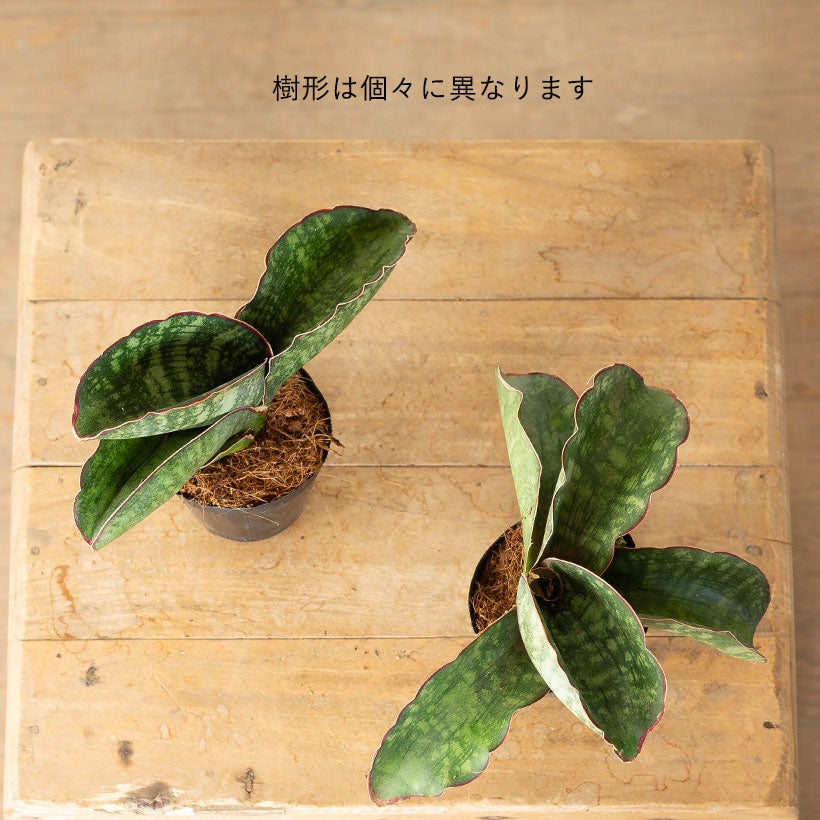 サンスベリアドラゴンウィング背が高くなりにくく横に広がる品種