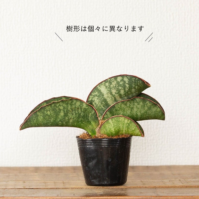 サンスベリアドラゴンウィング背が高くなりにくく横に広がる品種
