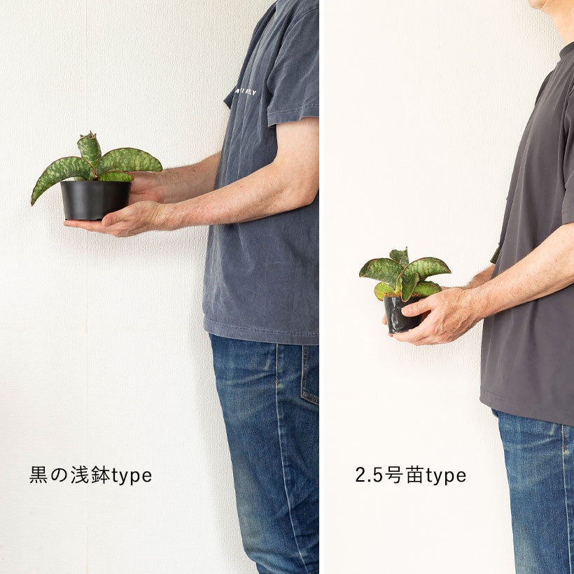 サンスベリアドラゴンウィング背が高くなりにくく横に広がる品種