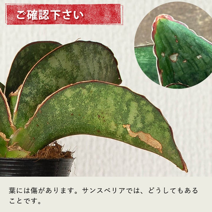 サンスベリアドラゴンウィング背が高くなりにくく横に広がる品種