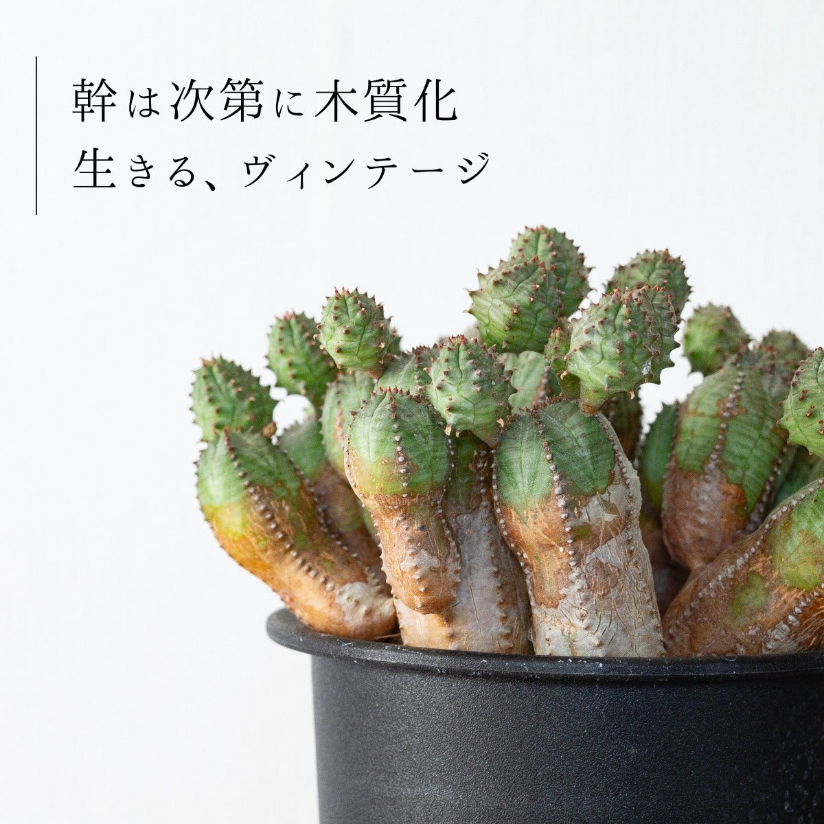 ユーフォルビア・オベサブロウ（育て方付き）｜木質化した群生株