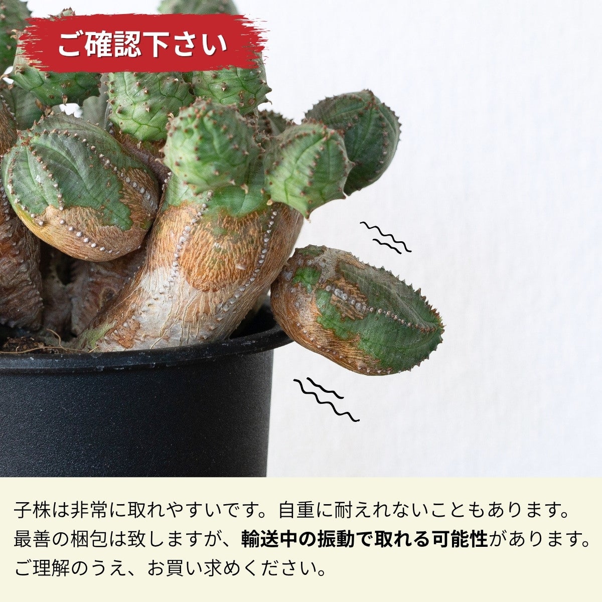 ユーフォルビア・オベサブロウ（育て方付き）｜木質化した群生株