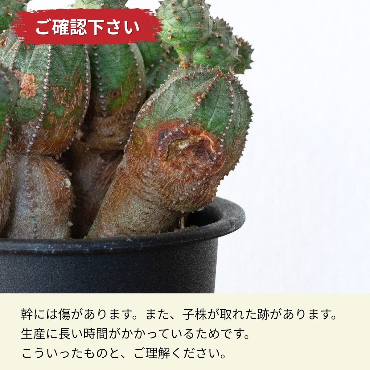 ユーフォルビア・オベサブロウ（育て方付き）｜木質化した群生株