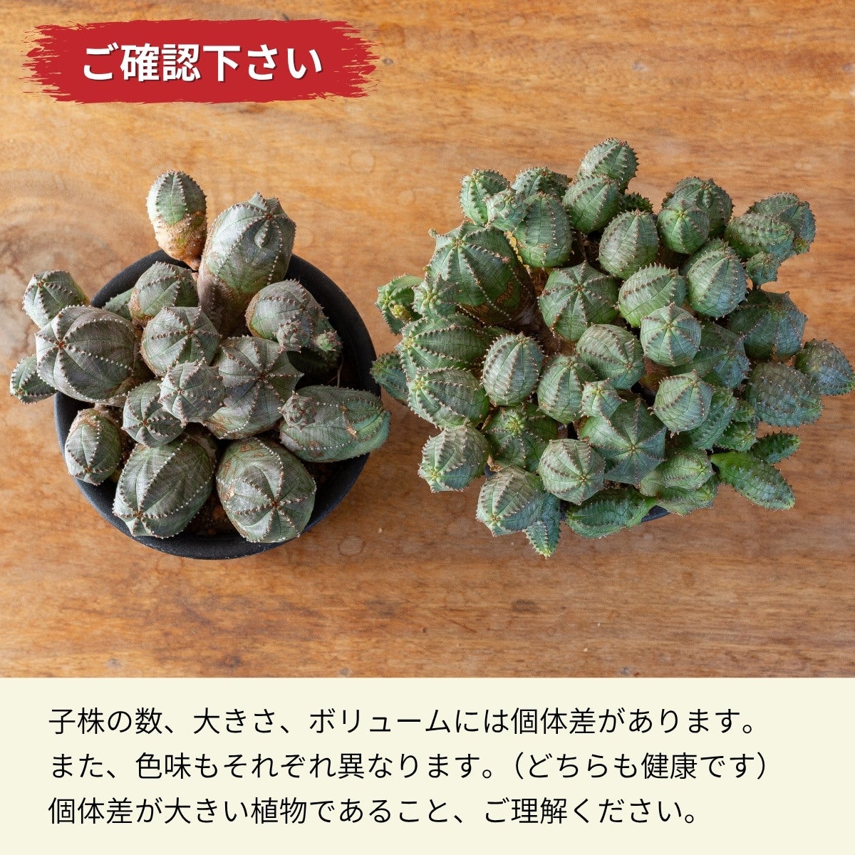 ユーフォルビア・オベサブロウ（育て方付き）｜木質化した群生株