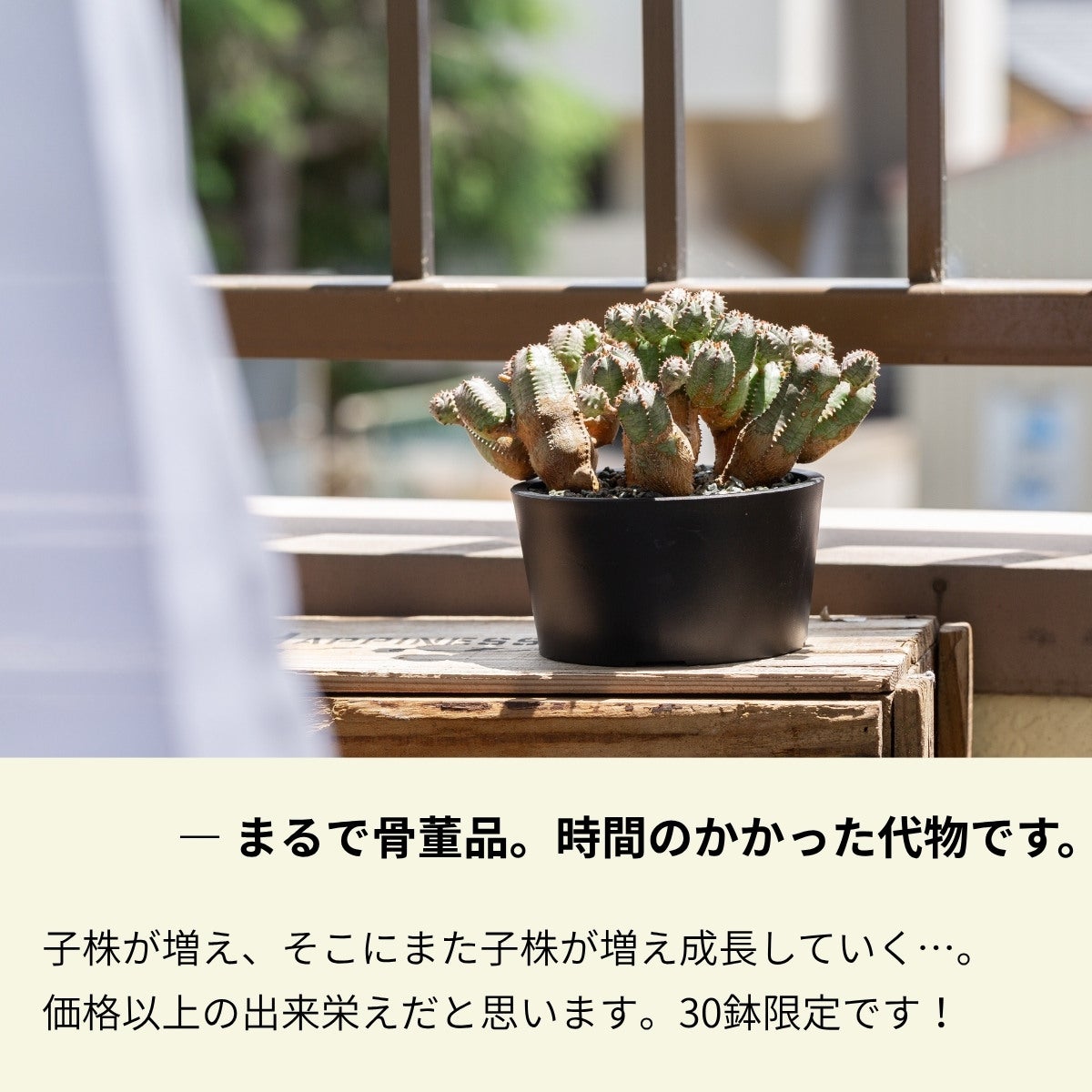 ユーフォルビア・オベサブロウ（育て方付き）｜木質化した群生株