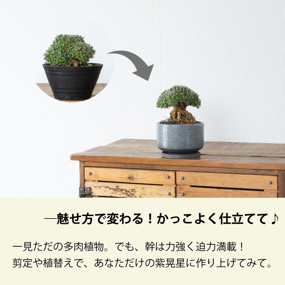 写真現品】トリコディアデマ・デンサム（紫晃星）｜盆栽みたいな多肉