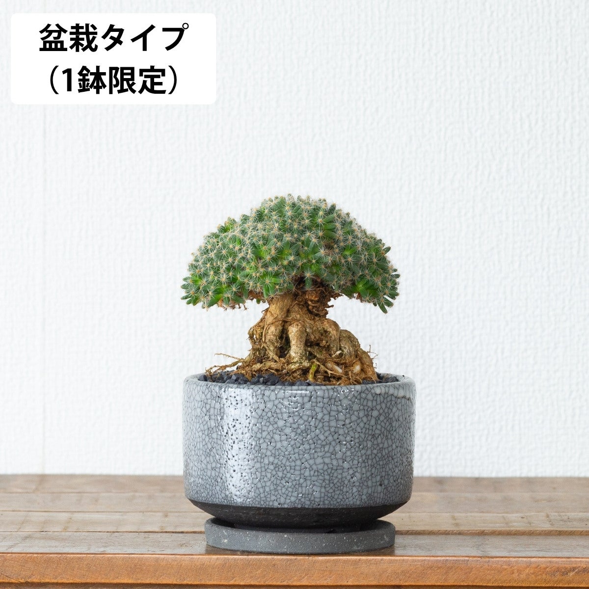 写真現品】トリコディアデマ・デンサム（紫晃星）｜盆栽みたいな多肉
