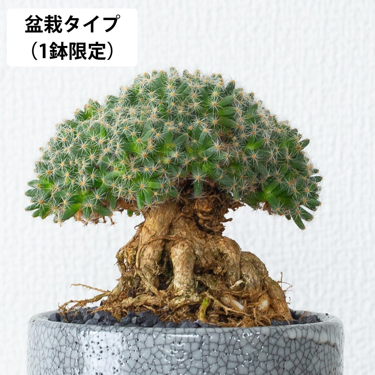 写真現品】トリコディアデマ・デンサム（紫晃星）｜盆栽みたいな多肉
