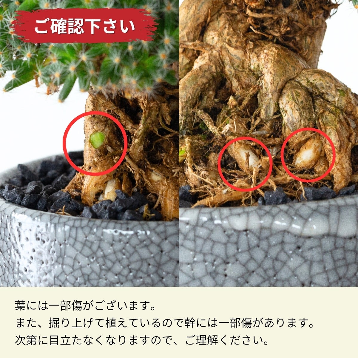 写真現品】トリコディアデマ・デンサム（紫晃星）｜盆栽みたいな多肉